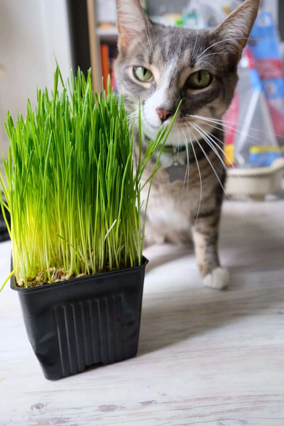 Kerby with grass